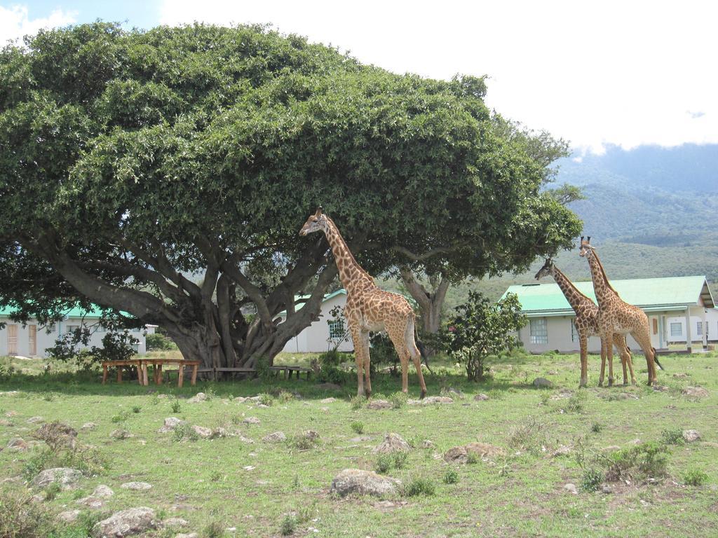 Hillside Retreat - Africa Amini Life Villa Usa River Buitenkant foto