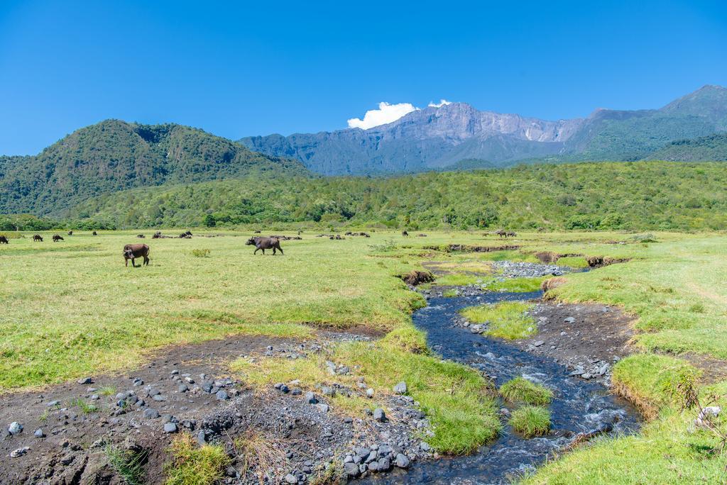 Hillside Retreat - Africa Amini Life Villa Usa River Buitenkant foto