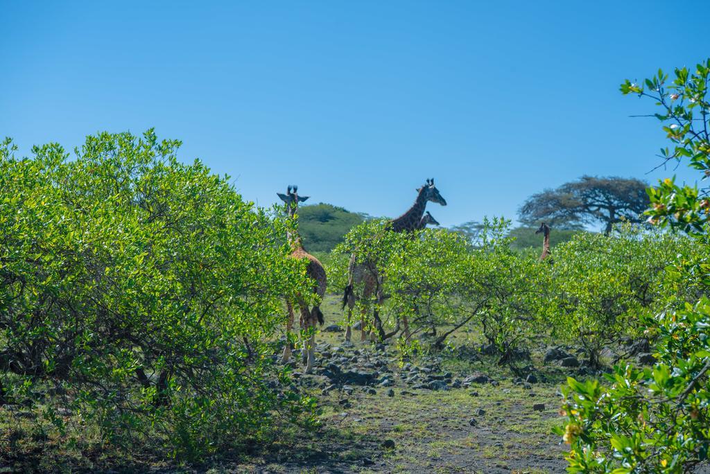 Hillside Retreat - Africa Amini Life Villa Usa River Buitenkant foto